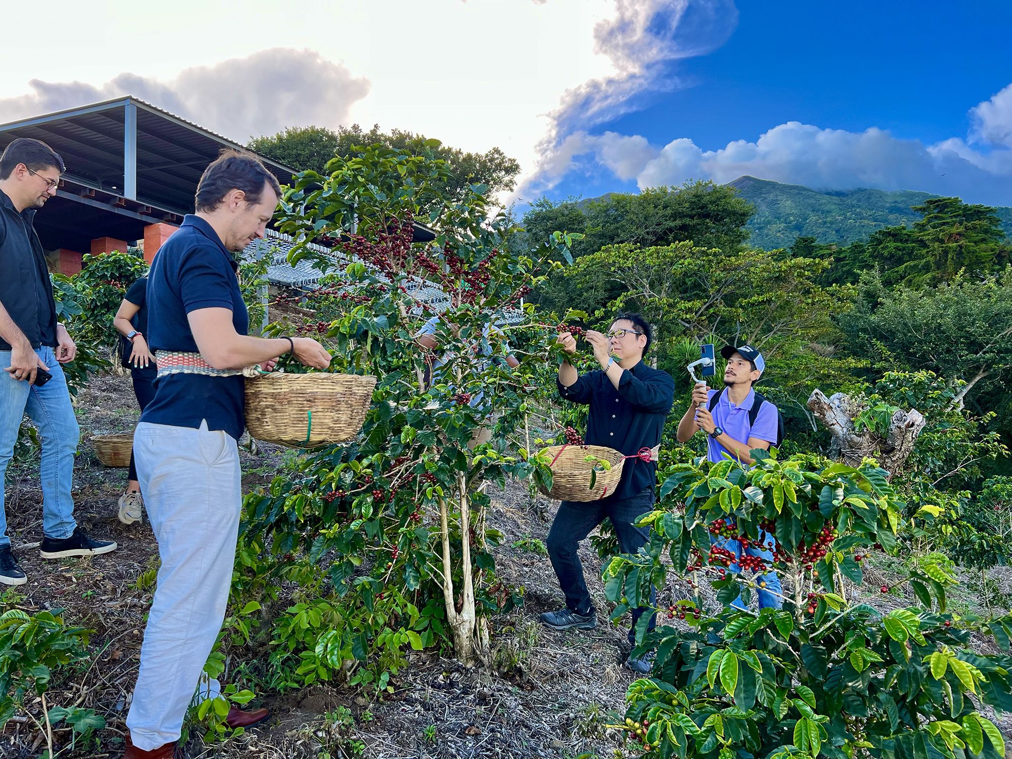 Prince Filip and Samson Mow picking coffee beans at Cráter Coffee