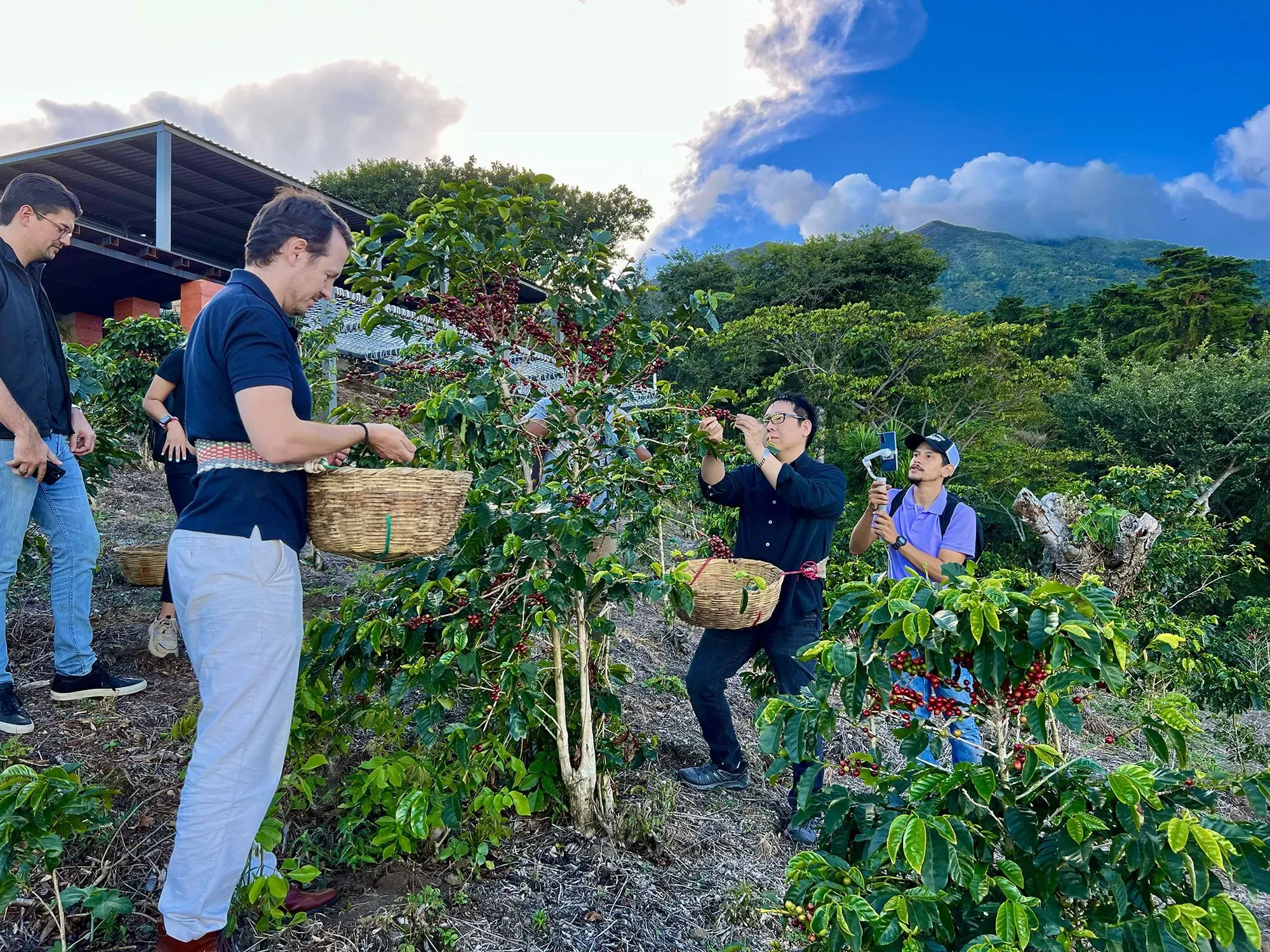 Prince Filip and Samson Mow Picking Coffee Beans at Crater Coffee